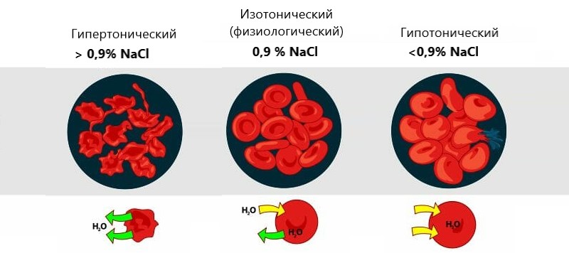 Осмос в клетке