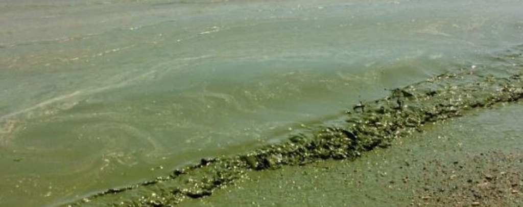 Цветение воды Цветение воды