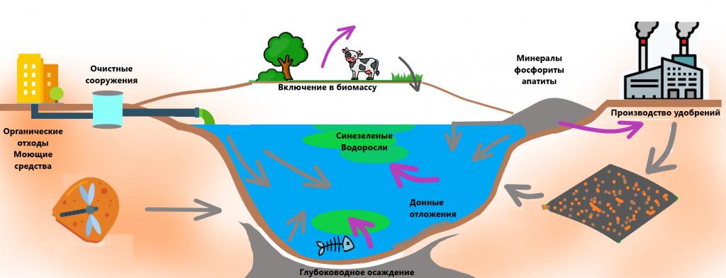 Круговорот фосфатов в воде p-cycle.png