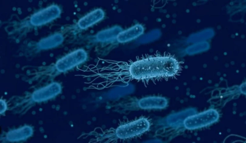 Микроорганизмы в воде